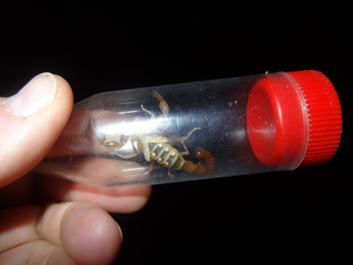 Teruelius rossii