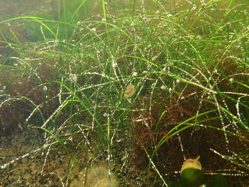 dwarf eelgrass