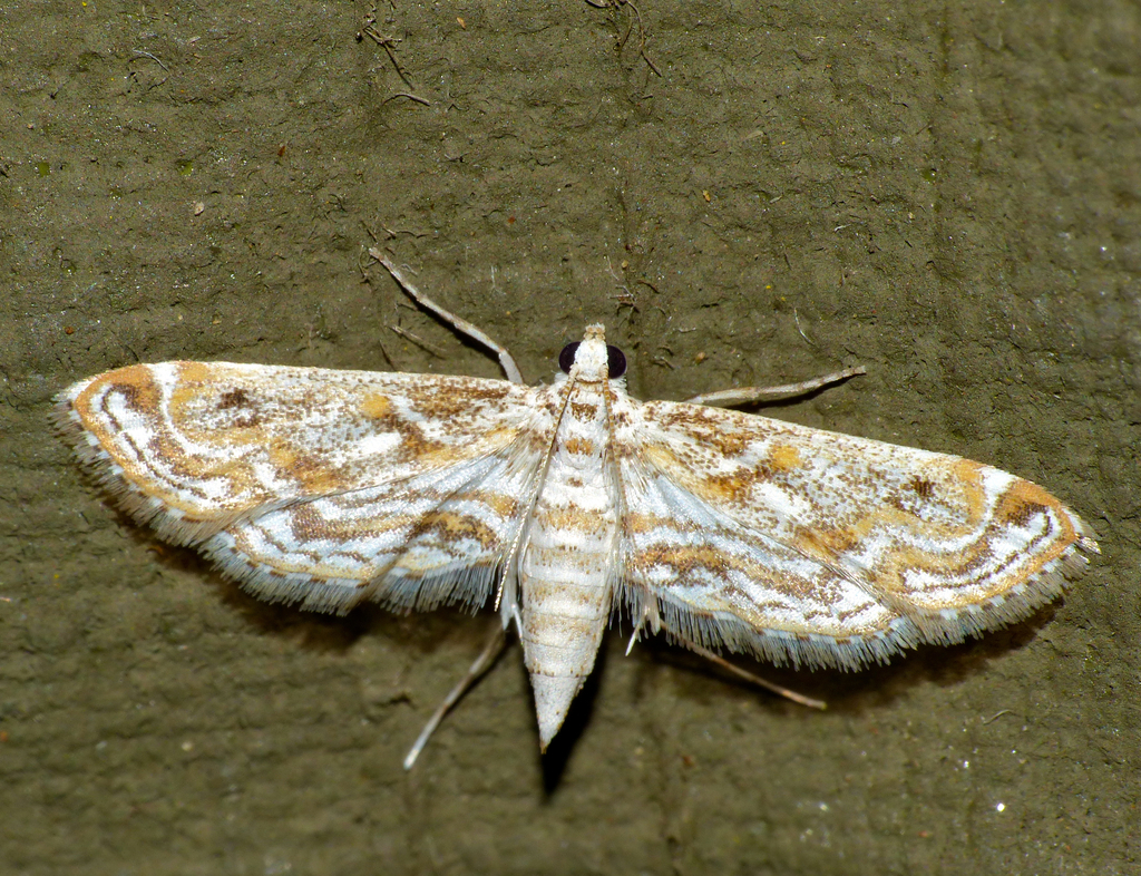 Hydrilla Leafcutter Moth