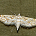 Hydrilla Leafcutter Moth - Photo (c) Bernard DUPONT, some rights reserved (CC BY-SA)
