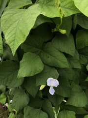 Psophocarpus tetragonolobus