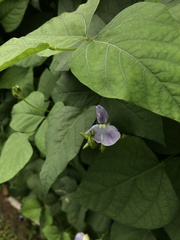 Psophocarpus tetragonolobus