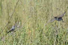 Polioptila californica californica