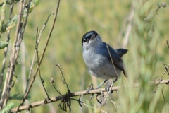 Polioptila californica californica