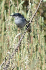 Polioptila californica californica