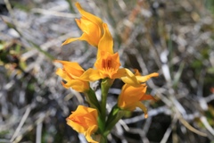 Chloraea alpina