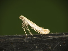 Aspilapteryx tringipennella