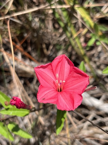 Image of Ipomoea microdactyla by no rights reserved