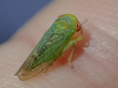Rosopaella leurensis