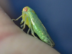 Rosopaella leurensis