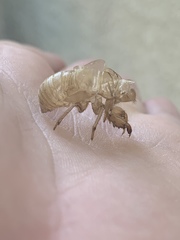 Diceroprocta apache