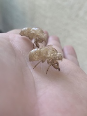 Diceroprocta apache