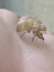 Diceroprocta apache