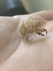 Diceroprocta apache