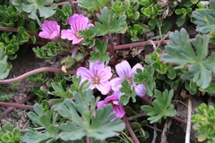 Geranium sessiliflorum