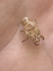 Diceroprocta apache