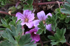 Geranium sessiliflorum