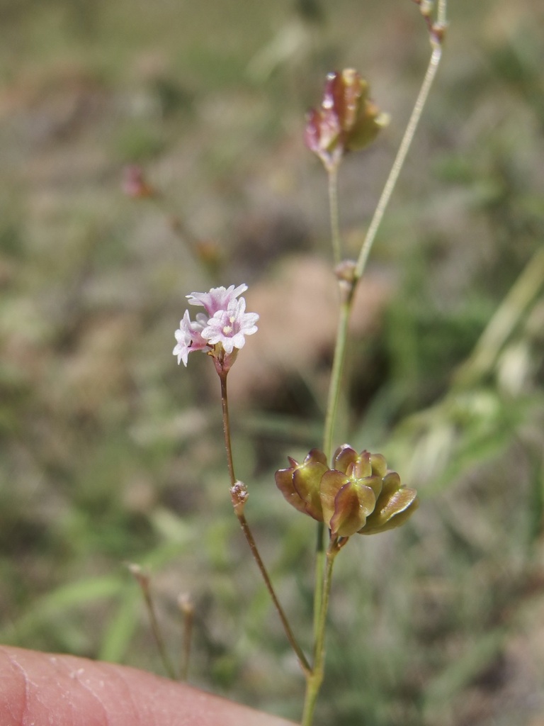 Boerhavia megaptera