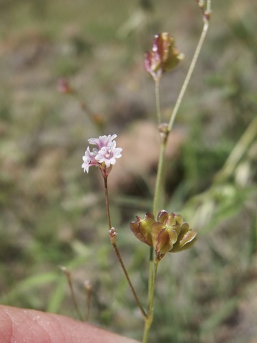 Tucson Mountain spiderling (Boerhavia megaptera)