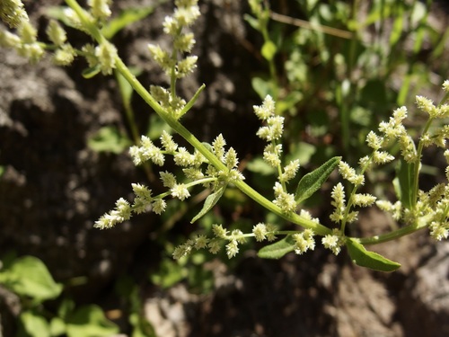 Image of Iresine heterophylla by (c) Sue Carnahan, some rights reserved (CC BY)