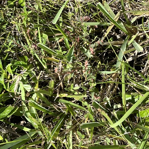 Image of Everglade Key Sandmat by no rights reserved