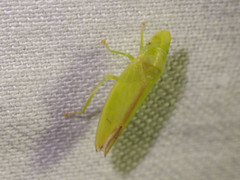 Reuplemmeles hobartensis