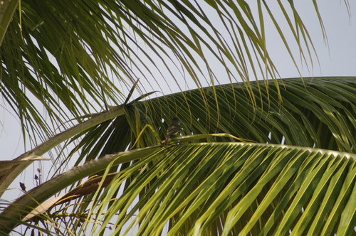 Myiarchus stolidus