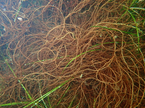 Gracilaria gracilis observed 2024-10-26