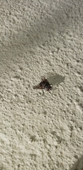 Stomoxys calcitrans