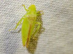 Reuplemmeles hobartensis