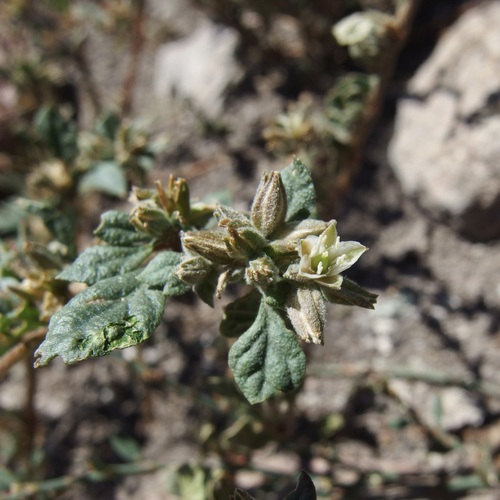Image of Glinus radiatus by (c) Sue Carnahan, some rights reserved (CC BY)