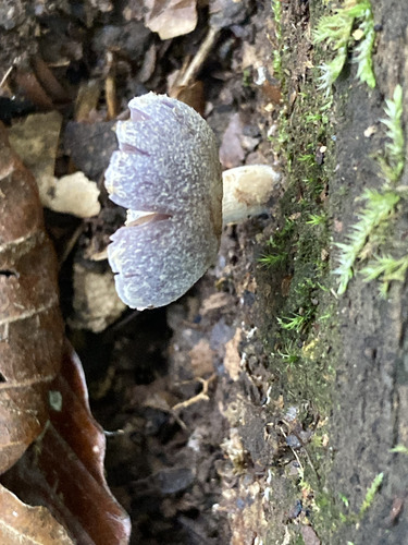 Ossicaulis lignatilis