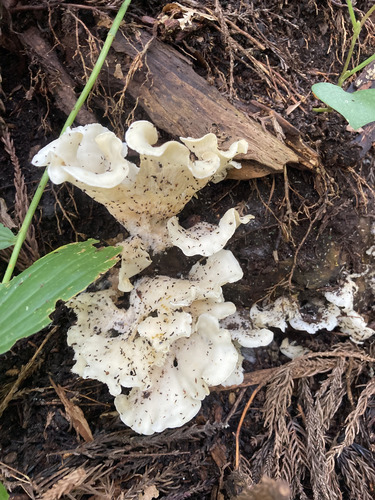 Pleurocybella porrigens