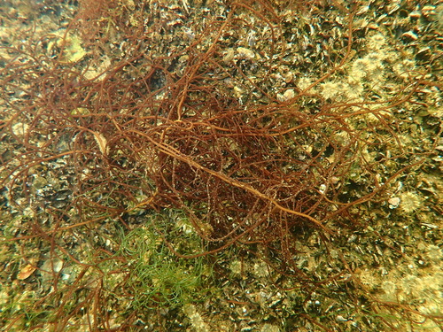 Gracilaria gracilis observed 2024-10-26