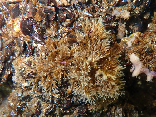 Bugulina stolonifera observed 2024-10-26