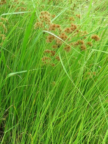 Cyperus compactus iNat (3)