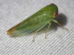 Rosopaella leurensis