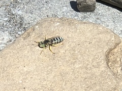 Bembix americana comata