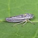 Graphocephala hieroglyphica - Photo (c) Rob Van Epps, some rights reserved (CC BY-NC), uploaded by Rob Van Epps