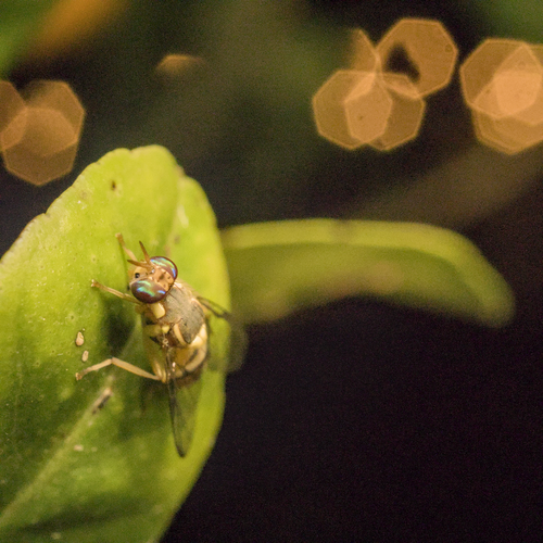 Oriental Fruit Fly photo 4