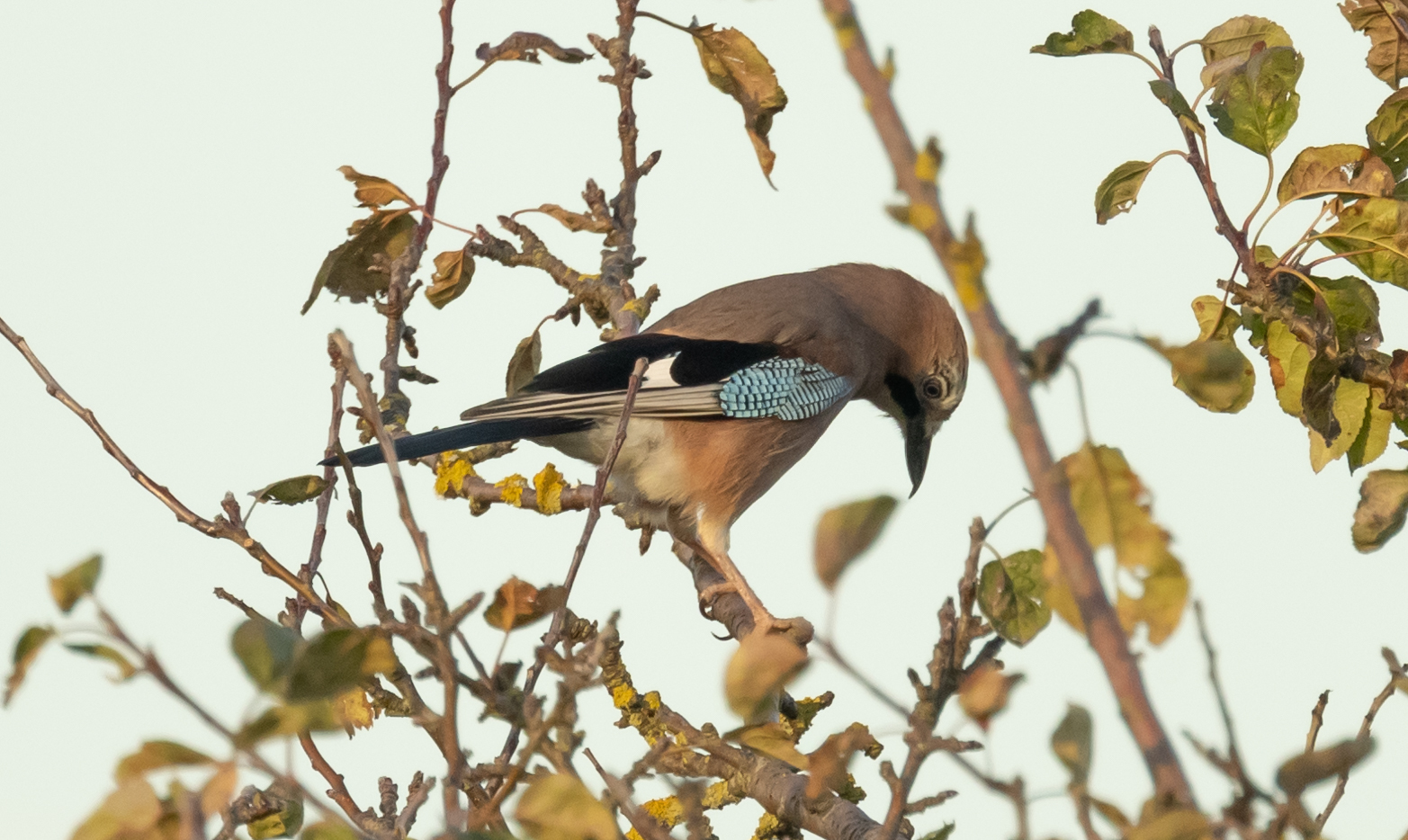 Eurasian Jay
