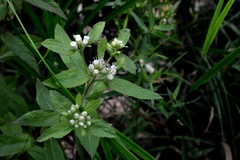 Pluchea foetida foetida