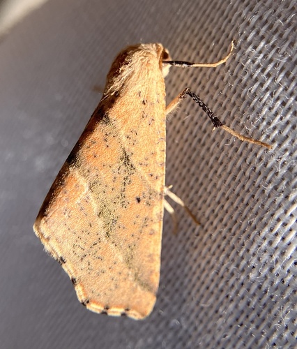 iNaturalist observation photo of Sicya morsicaria