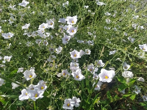 broom cupflower