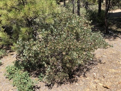 Arctostaphylos viscida