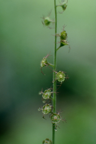 Mitella kiusiana iNat (1)