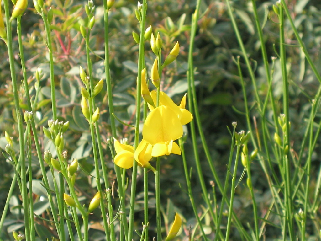 Spartium junceum, Egeu Meridional, Grécia