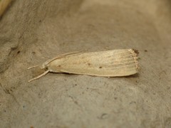 Calamotropha paludella