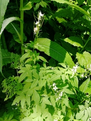 Cardamine macrophylla