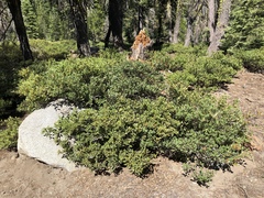 Quercus vacciniifolia